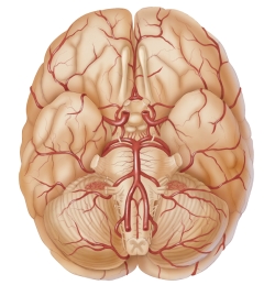 Cerebral-arterial-supply