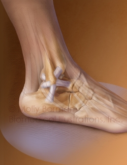 ankle-anatomy-NEW