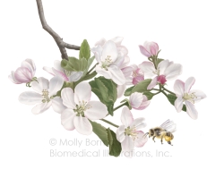 Apple-blossom-copyright