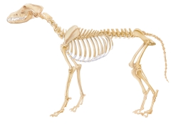 Canine-skeleton-final_sb