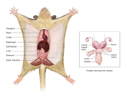 Sugar-Glider-Anatomy-final_sb